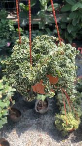 ต้นตีนตุ๊กแกด่าง (Ficus pumila Variegata) หรือ Variegated Creeping Fig ซึ่งเป็นไม้เลื้อยที่ได้รับความนิยมสำหรับตกแต่งบ้านและสวน