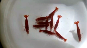 Neo Caradina Shrimp - Paket Udang hias aquarium Aquascape - udang hias air tawar - pembersih aquarium Aquascape - hiasan Aquarium Aquascape