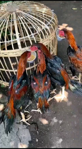 portavit vitamin ayam untuk pemulihan ayam sakit & setelah laga