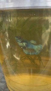 Neon dumbo multi breed