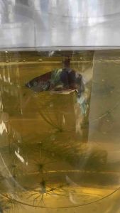 Neon dumbo multibreed