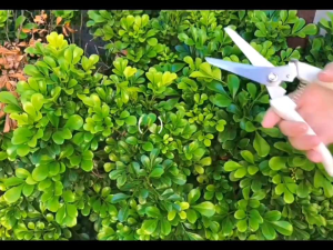 Alat Bonsai dan Berkebun Gunting Dahan Ranting dan Buah BOHUI Stainless Scissors