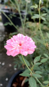 ยี่สุ่น กระถาง 11 นิ้ว ต้นสวยพืชสมุนไพรทางยา (กทม)