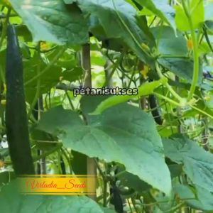 [Virladia Seeds] Biji Benih Tanaman Timun Jepang Kyuri