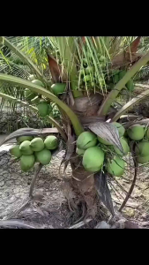 Agro City Coconut Fruitmax / Baja Khas Pokok Kelapa / Specially Formulated Coconut Fertilizer / Lebih Banyak Bunga & Buah / Buah Lebih Besar / Pokok Lebih Sihat / Sesuai Untuk Semua Jenis Kelapa