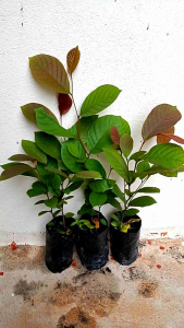 ต้นสมอไทย แบบเพาะเมล็ด ขนาด 20-30 เซนติเมตร