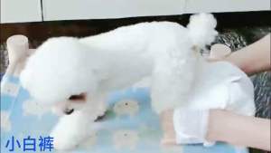 狗狗专用拉拉裤宠物纸尿裤Dog special pull-up pants pet diapers