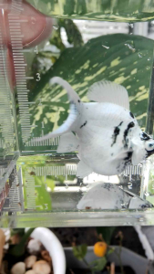 💥อาหารปลา ✅🔥🐟 ปลาบอลลูนม้าลาย “ตาเพชร” เพศเมีย ฟอร์มสวยจัดเต็ม ✨ แม่พันธุ์ชั้นดี พร้อมปั้นรุ่นใหม่ ลายชัดๆ แพทเทิร์นเป๊ะ 💯