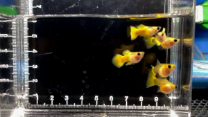 GUPPY SHORTBODY WILD GOLD TOP GRADE PAIR Guppy Grass Guppy House - Lazada