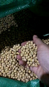 READY STOK!!! 1KG BENIH UNGGUL KEDELAI LOKAL GROBOGAN TERBAIK ANTI PECAH bibit benih tanaman kedelai