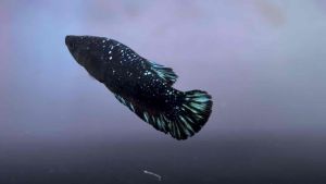 [เมีย ละออง] 12071 ปลากัด แบล็คสตาร์ ⭐️ปลากัดละอองดาว ตัวตามรูป ปลากัดสวยงาม รับประกันจัดส่ง