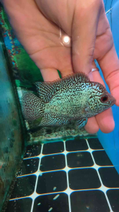 Flowerhorn Cencu 2.5inch male fish local breed 本地CC pellet trained