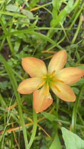 ท.หัวดอกบัวดิน BM018 หัวละ 20 บาท