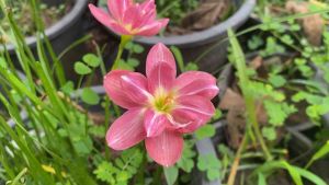 W.หัวดอกบัวดิน ศิลาราย หัวละ 25 บาท