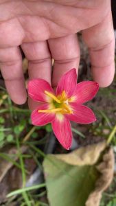 ส.หัวดอกบัวดิน Roung Angel หัวละ 25 บาท