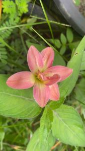 ภ.หัวดอกบัวดิน Jr.Subtel Lady หัวละ 30 บาท