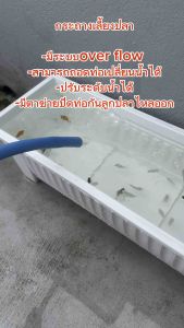 กระถางเลี้ยงปลา overflow ท่อสีขาว สามารถปรับระดับน้ำตามที่ต้องการได้ กะบะเลี้ยงปลา อ่างเลี้ยงปลา อ่างเลี้ยงปลาเมกาดะ