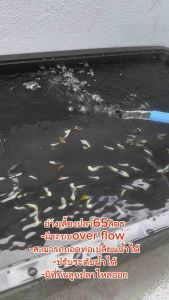 อ่างเลี้ยงปลา 65 ลิตร ท่อสีฟ้า (อ่างสีขาวครีม) 64x44x31ซ. ระบบoverflow สามารถปรับระดับน้ำ และถอดท่อเปลี่ยนน้ำได้