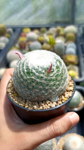 แมมเลนต้า (Mammillaria lenta)