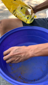 เหยื่ออ่อยปลานิล#เหยื่ออ่อยกลิ่นนม#เหยื่ออ่อยกลิ่นผลไม้