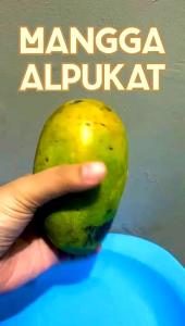 mangga alpukat matang pohon 1 kg Jaminan Manis!!!