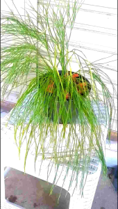 หวายทนอย เฟิร์น ในกระถางตามภาพมีแค่ 1ชุด