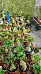 Adenium Kemboja Bonsai ID:973/富贵花