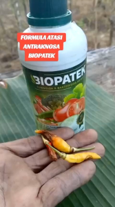 500ml BIOPATEK Obat Bercak Daun dan Busuk Buah Busuk akar dan Batang Patek/antraknosa Layu fursarium Buah Cabe Tomat Brokoli