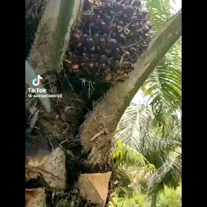 (100ORI) Sickle SBL G222 PRO/ Sabit SBL G222 PRO/ Egrek Sabit/ Harvesting Sickle SBL