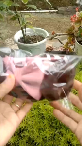 bandana poni bayiuntuk usia 0-3 tahun