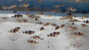 BUMBLE BEE GOBY FISH(Yellow and black striped fish )