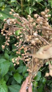 ดอกไม้แห้ง ดอกข้าวฟ่าง มะเดือย ดอกลูกเดือย ดอกไม้ตกแต่งฟรอมสวย พร้อมส่งจาก กทมเลยจ้า