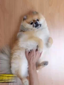 外銷日本NO.1多效地板清潔片