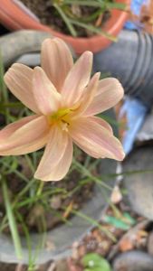 001.หัวดอกบัวดิน Pelican หัวละ 50 บาท ดอกหอม