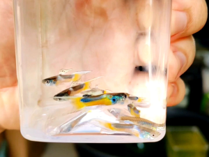 (Pair) Saddleback Double Sword Guppy | Endlers | Fish | Ikan Hiasan