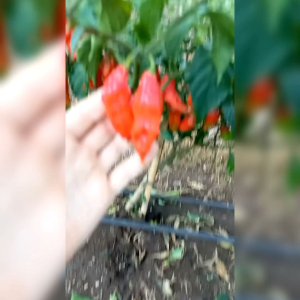 5 BIJI BENIH CABE SUPER PEDAS CARAMEL BHUT JOLOKIA