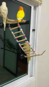 มีบันไดนก ของเล่นนกจากไม้ธรรมชาติ พร้อมตะขอเกี่ยว ดัดโค้งงอได้ สวยงามและมั่นใจในการผิดพลาด