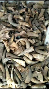 once tanduk bule jumbo