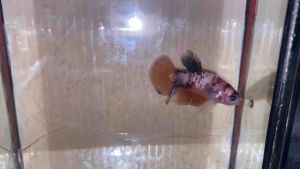 Nemo cooper gold (baby size)f3