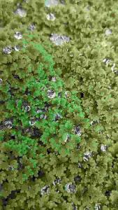 Azolla Microphylla Mosquito Fern floating aquatic plant 满江红浮萍 ( 100gram) in plastic container