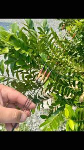 ทุ่นชิงหลิว ทุ่นสายรั้งยาวบอดี้4.5 ซม (ราคา1ดอก) ยาวรวม 27 เซนติเมตรห่างตันทนทาน