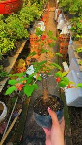 Dâu Tằm bonsai siêng trái quanh năm phong thuỷ