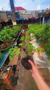Khế Nhật Bonsai siêng bông trái mẫu ngẫu nhiêngốc mini quái