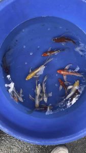 JAPAN LONG FIN 20-25cm from MARUSEI KOI FARM  RM498 per koi