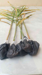 Bibit Tanaman Jahe Emprit (5pcs) Benih Tanaman Indah Sehat