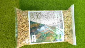 Benih ketan putih tahan rebah Bibit ketan putih cepat panen benih padi ketan grendel per 1 kg