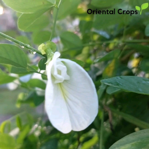 white ternatea seeds for planting herb plant