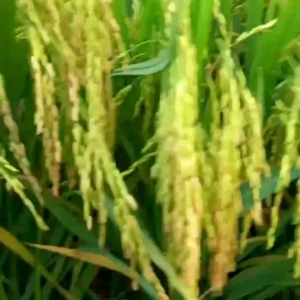 BENIH BIBIT PADI AGT 303 5KG