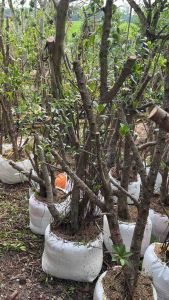 Bonsai Dongkelan Kimeng Size Besar Tinggi 150cm up