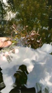 Cây thuỷ sinh Hồng Thái Dương [lá cạn/lá nước] rực rỡ trang trí bể cá